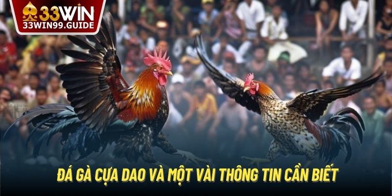 Đá gà cựa dao và một vài thông tin cần biết